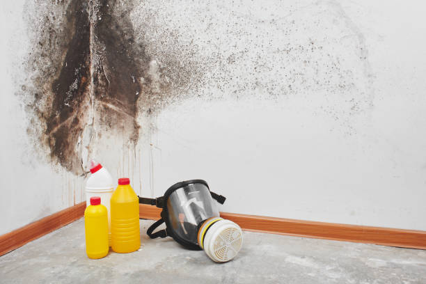 Best Fast Mold Removal  in Krum, TX