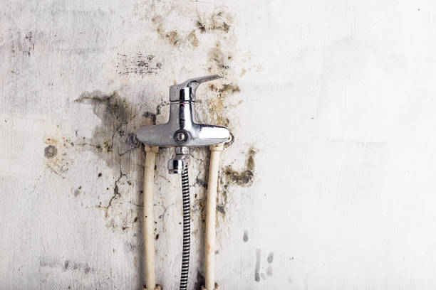 Best Mold Removal and Inspection  in Krum, TX