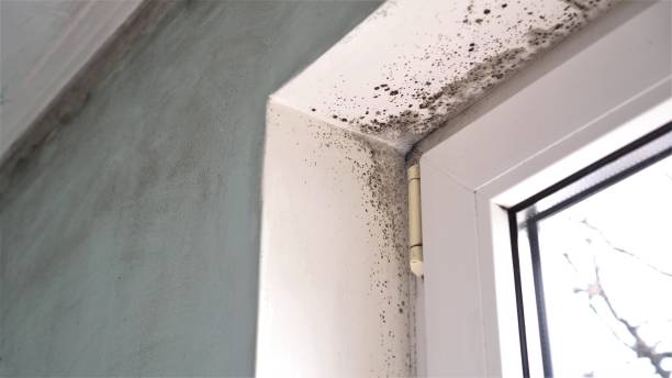 Best Mold Damage Repair  in Krum, TX