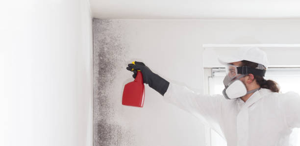 Home Mold Removal in Krum, TX