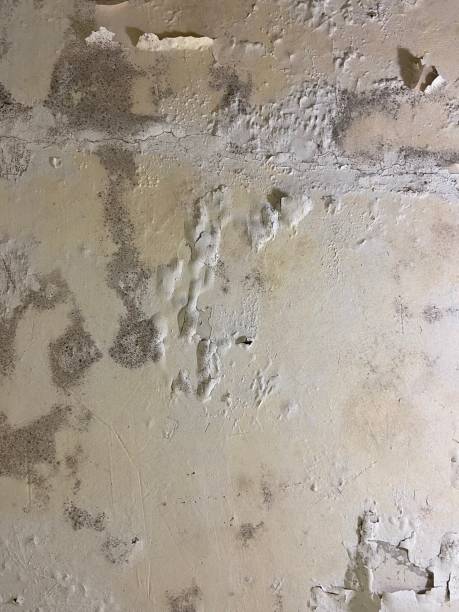 Best Attic Mold Removal  in Krum, TX