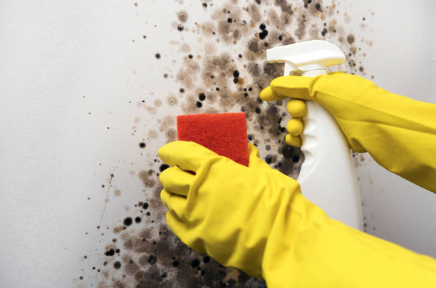 Best Home Mold Removal  in Krum, TX