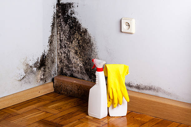Best Mold Removal Near Me  in Krum, TX