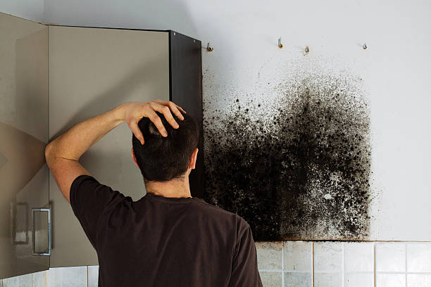 Best Toxic Mold Removal  in Krum, TX