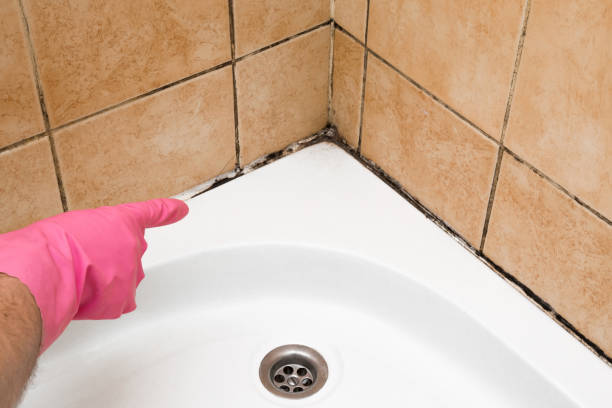 Best Local Mold Removal Service  in Krum, TX
